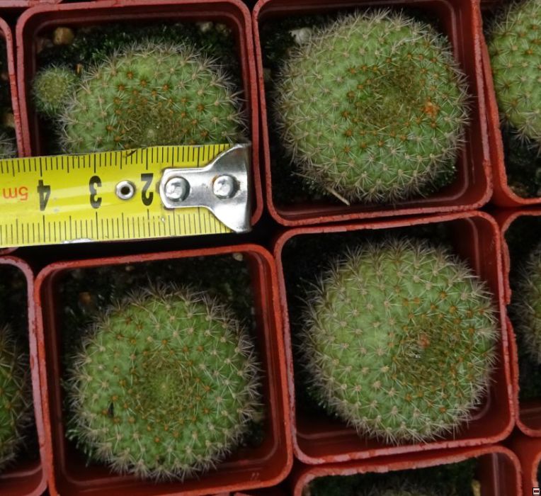 Rebutia xanthocarpha 25-velikost.jpg